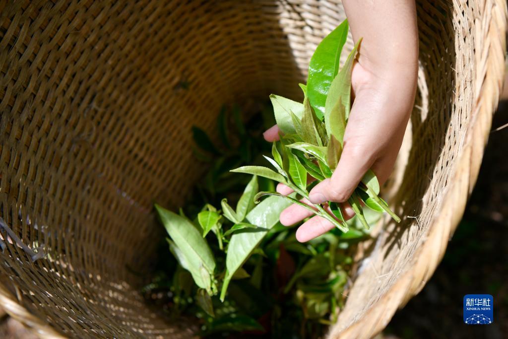 白菜送彩金